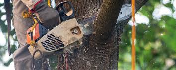Best Tree Mulching  in Bay Point, CA