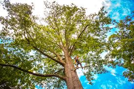 Reliable Bay Point, CA Tree Care Solutions