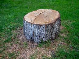 Best Arborist Consultation Services  in Bay Point, CA