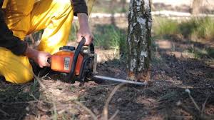 Best Lawn Pest Prevention  in Bay Point, CA