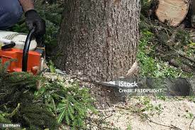 Best Tree Removal  in Bay Point, CA
