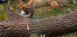 Best Root Management and Removal  in Bay Point, CA