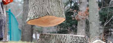 Best Tree Cabling and Bracing  in Bay Point, CA