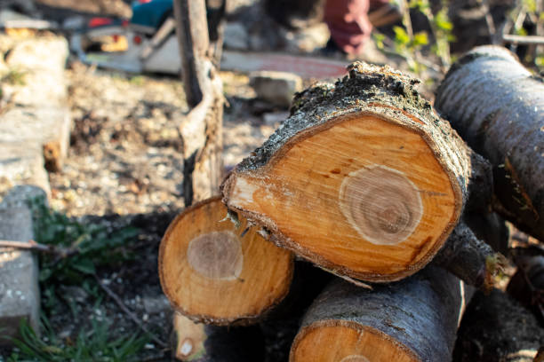 Best Tree Preservation Services  in Bay Point, CA