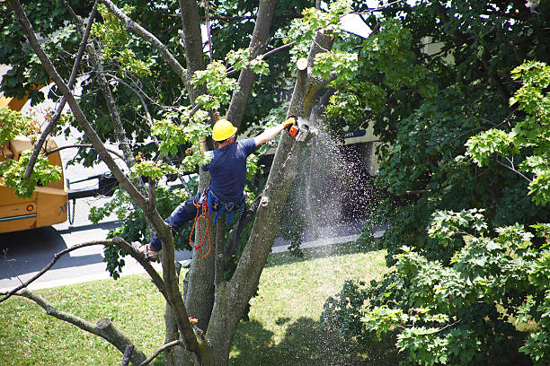 How Our Tree Care Process Works  in  Bay Point, CA